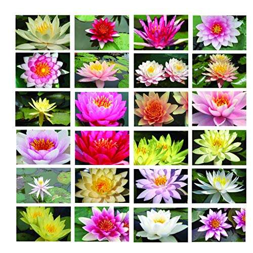Pot Luck Water Lily Bareroot x 10
