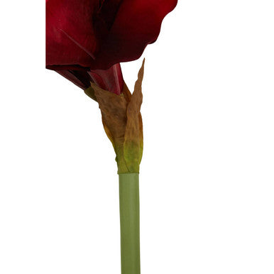 Fiori Burgundy Amaryllis Flower Stem