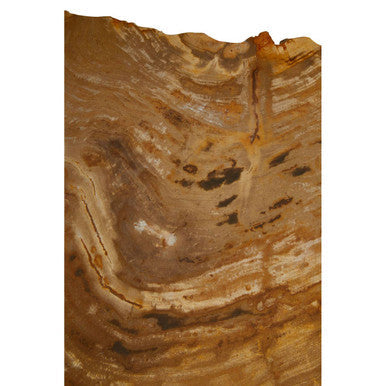Natural Small Rustic Petrified Wood Top Side Table with Silver Finish Metal Frame, Relic
