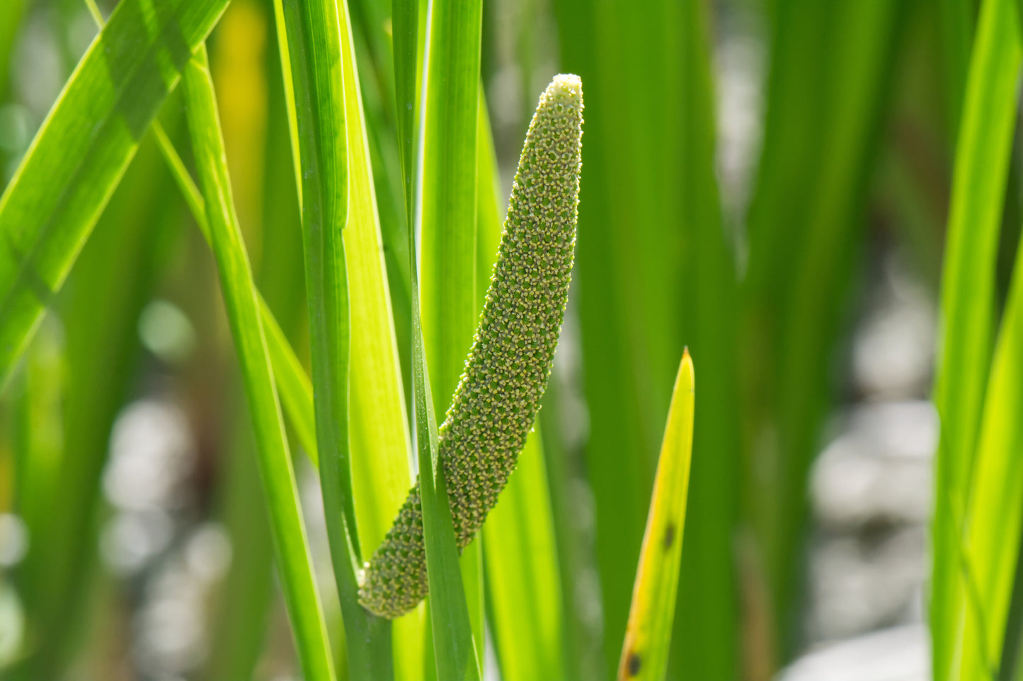 Acorus calamus (Sweet flag) - Marginal Pond Plants - MP001
