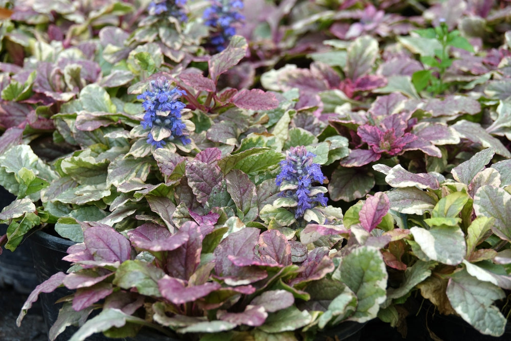 Ajuga reptans (Burgundy Glow) - Bog Pond Plants - BP003
