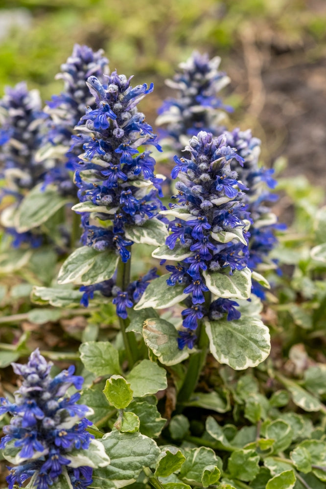 Ajuga Reptans Variegated - Bog Pond Plants - BP004