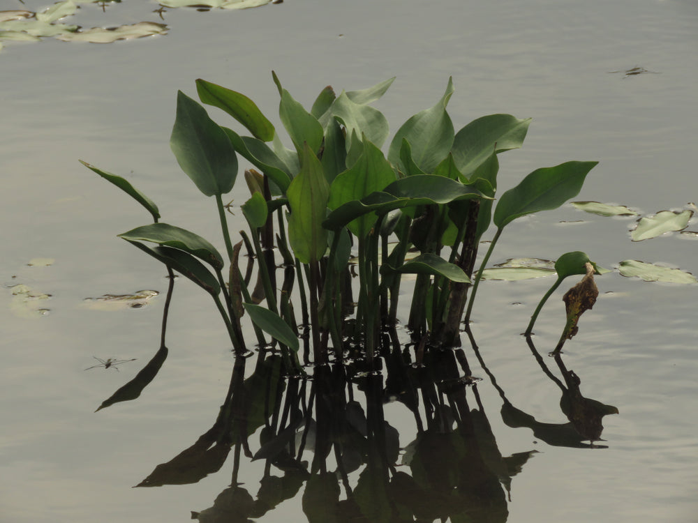 Alisma Lancelot (Mad dog weed) - Marginal Pond Plants - MP007A