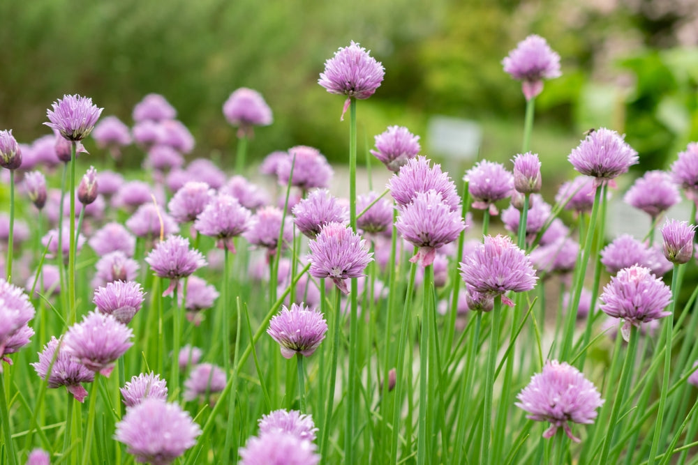 Allium schoenoprasum (Chives) - Bog Pond Plants - BP005