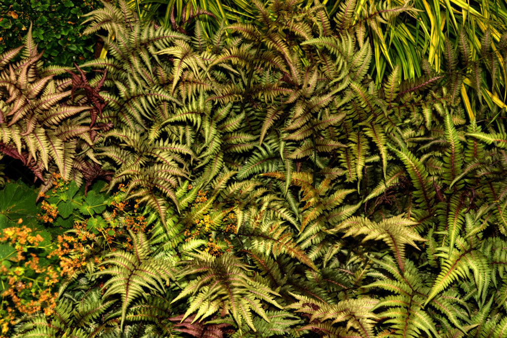 Athyrium niponicum 'Metallicum' - Bog Pond Plants - BP016
