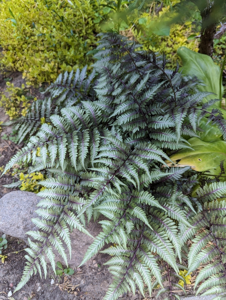 Athyrium niponicum 'Pewter Lace' - Bog Pond Plants - BP017