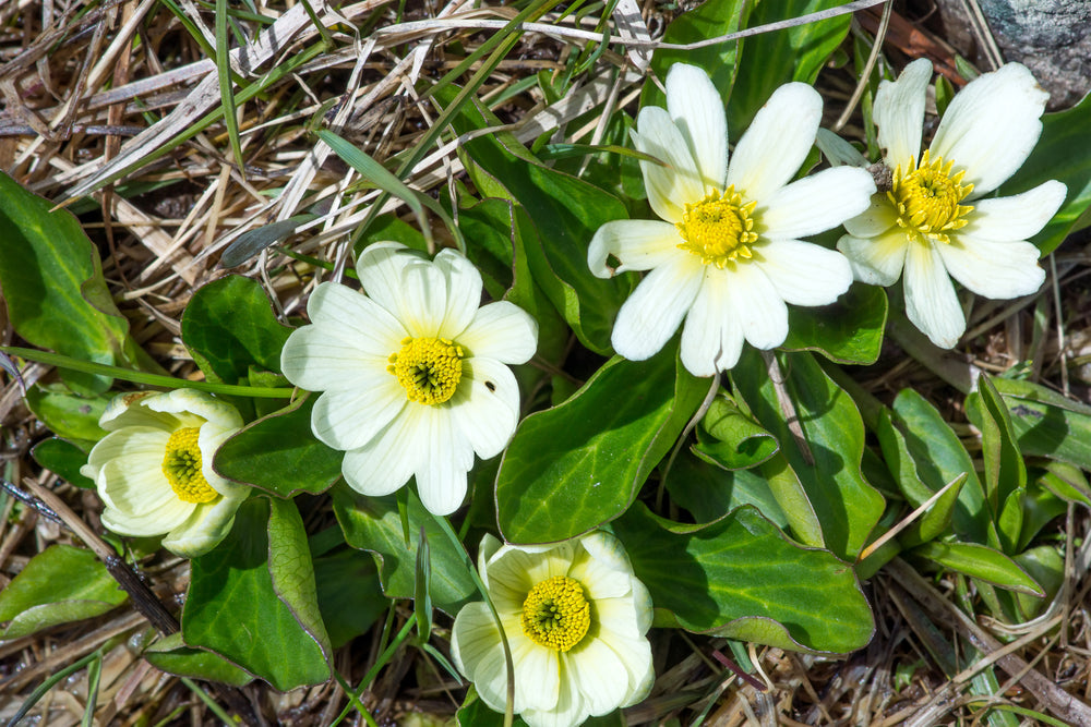 Caltha palustris (Leptosepala) - Marginal Pond Plants - MP016