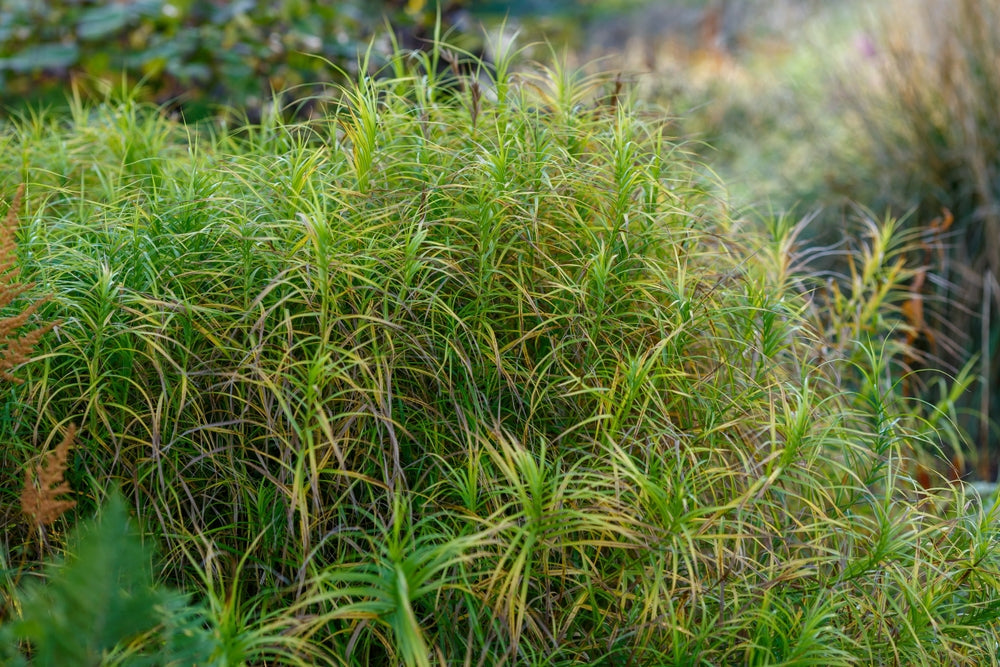 Carex muskingumensis (Musk sedge) - Marginal Pond Plants - MP023