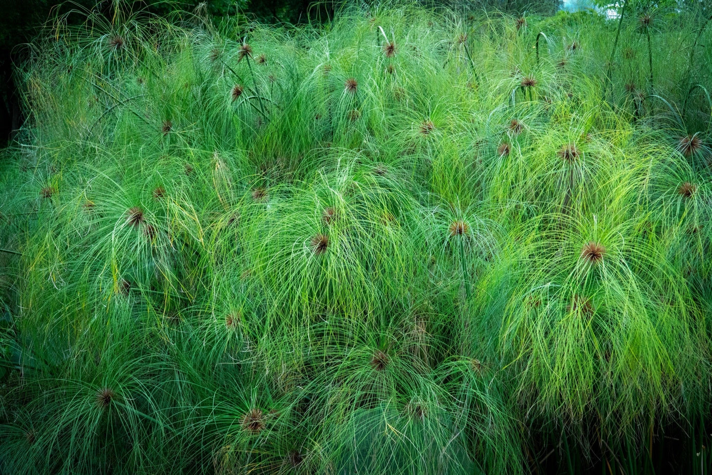 Cyperus papyrus (Egyptian paper rush) - Marginal Pond Plants - BP030