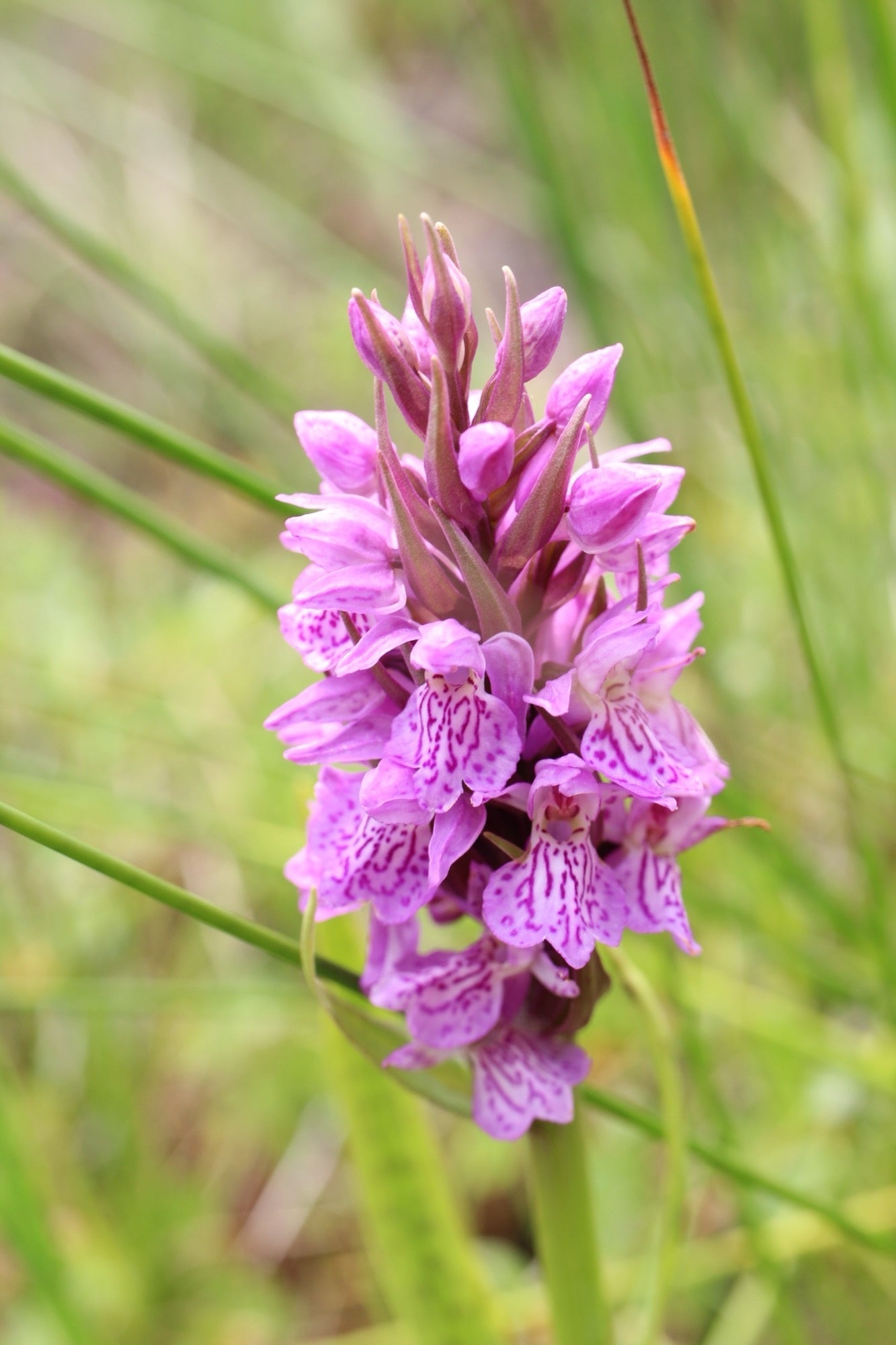 Dactylorhiza majalis praetermissa - Marginal Pond Plants - MP032