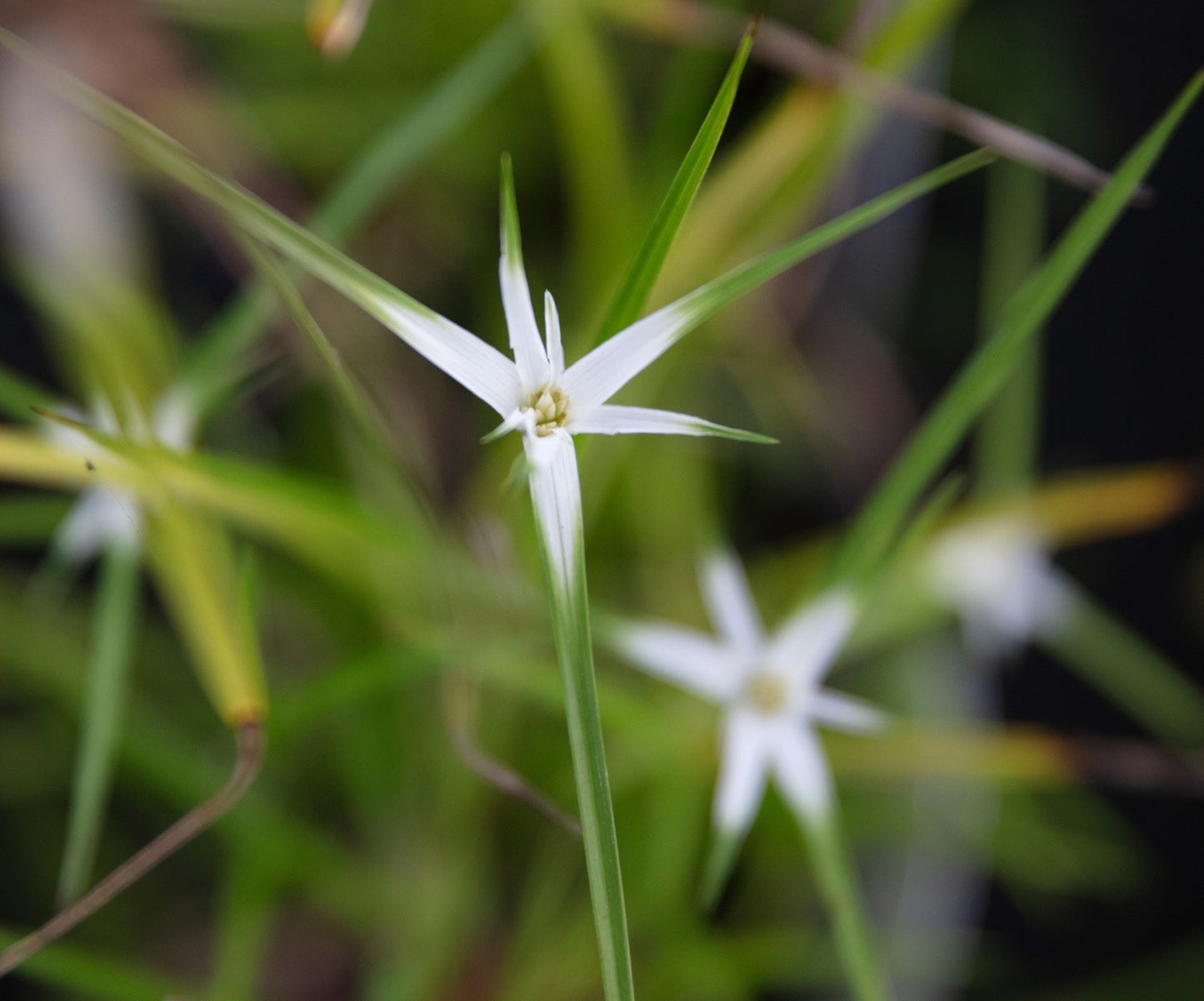 Dichromena colorata (Star grass) - Marginal Pond Plants - MBP032