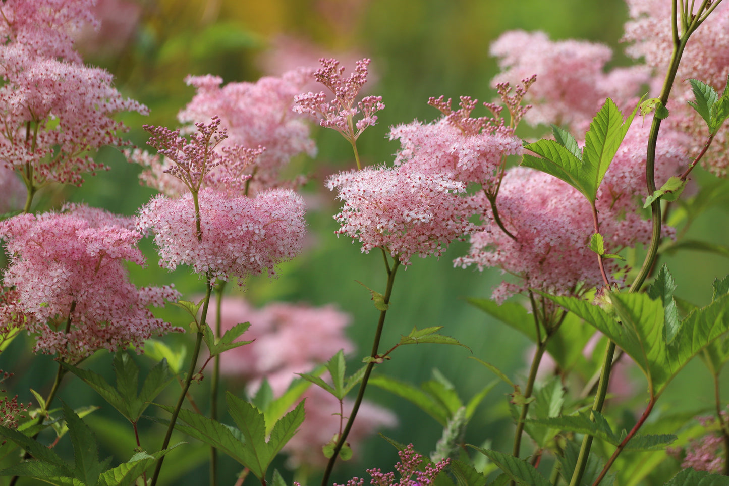 Filipendula rubra 'Venusta Magnifica' - Marginal Pond Plants - BP039