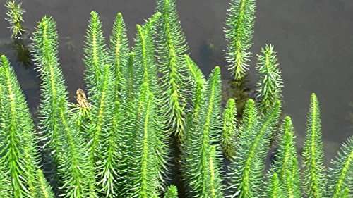 Hippuris vulgaris (Mare's Tail) - Marginal Oxygenating Pond Plants - OX008
