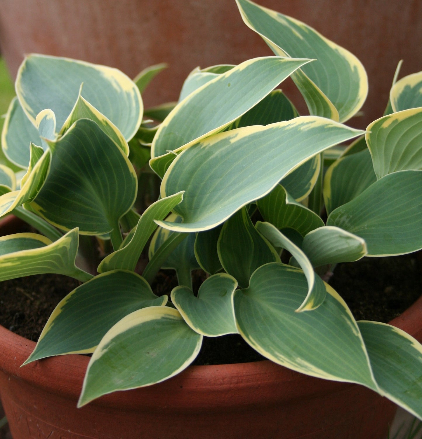 Hosta First Frost - Marginal Pond Plants - BP046