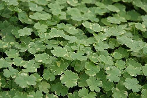 Hydrocotyle sibthorpioides variegata (Crystal confetti) - Marginal Oxygenating Pond Plants - OX011