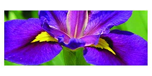 Iris louisiana 'Pegaletta' - Marginal Pond Plants - MP056