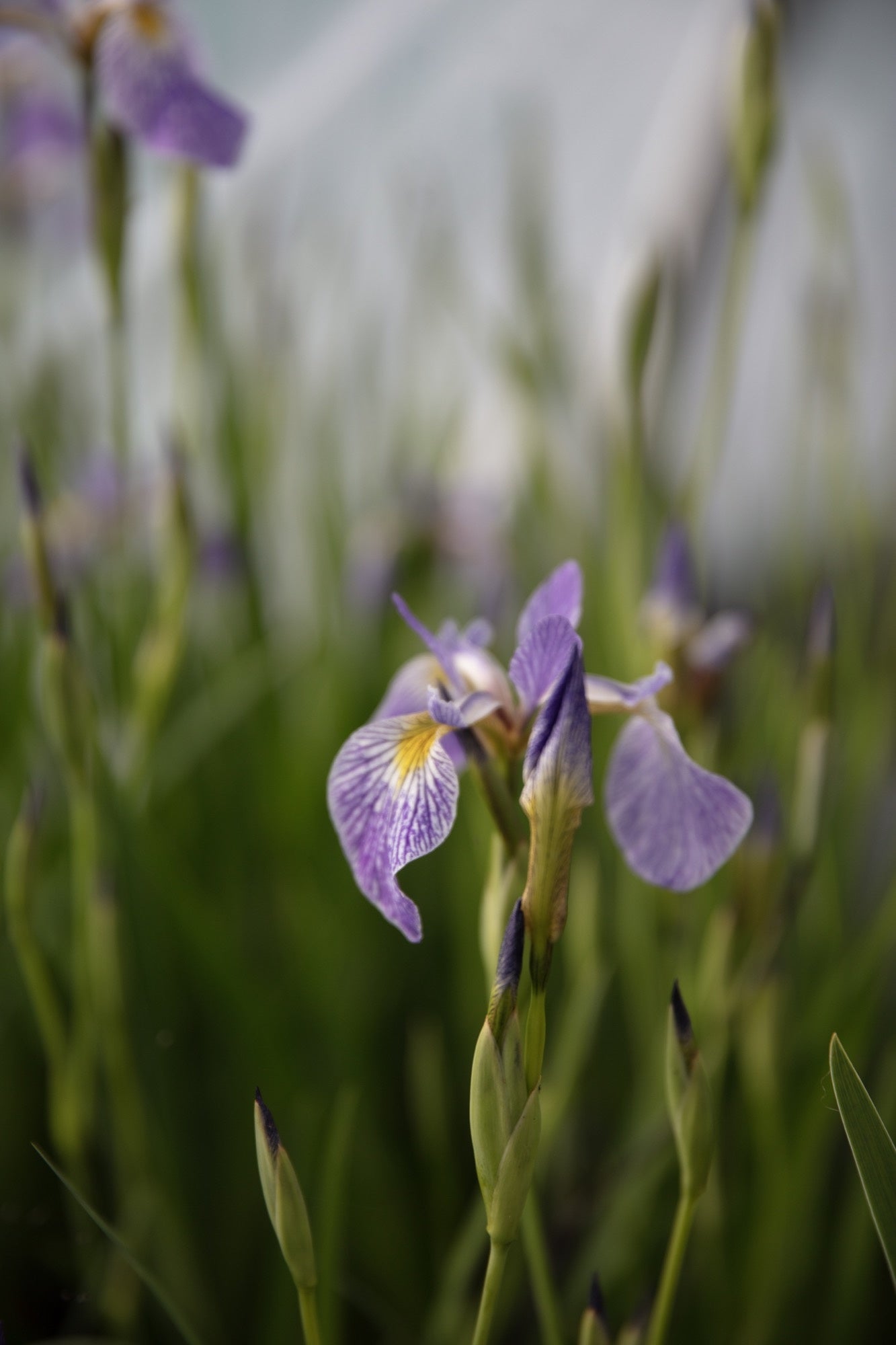 Iris versicolor - Gerald Darby - Marginal Pond Plants - MP062