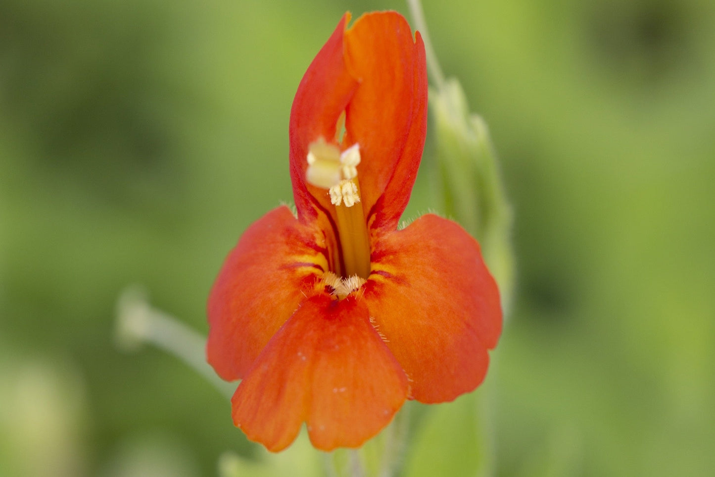 Mimulus cardinalis (Scarlet monkey flower) - Marginal Pond Plants - MP079