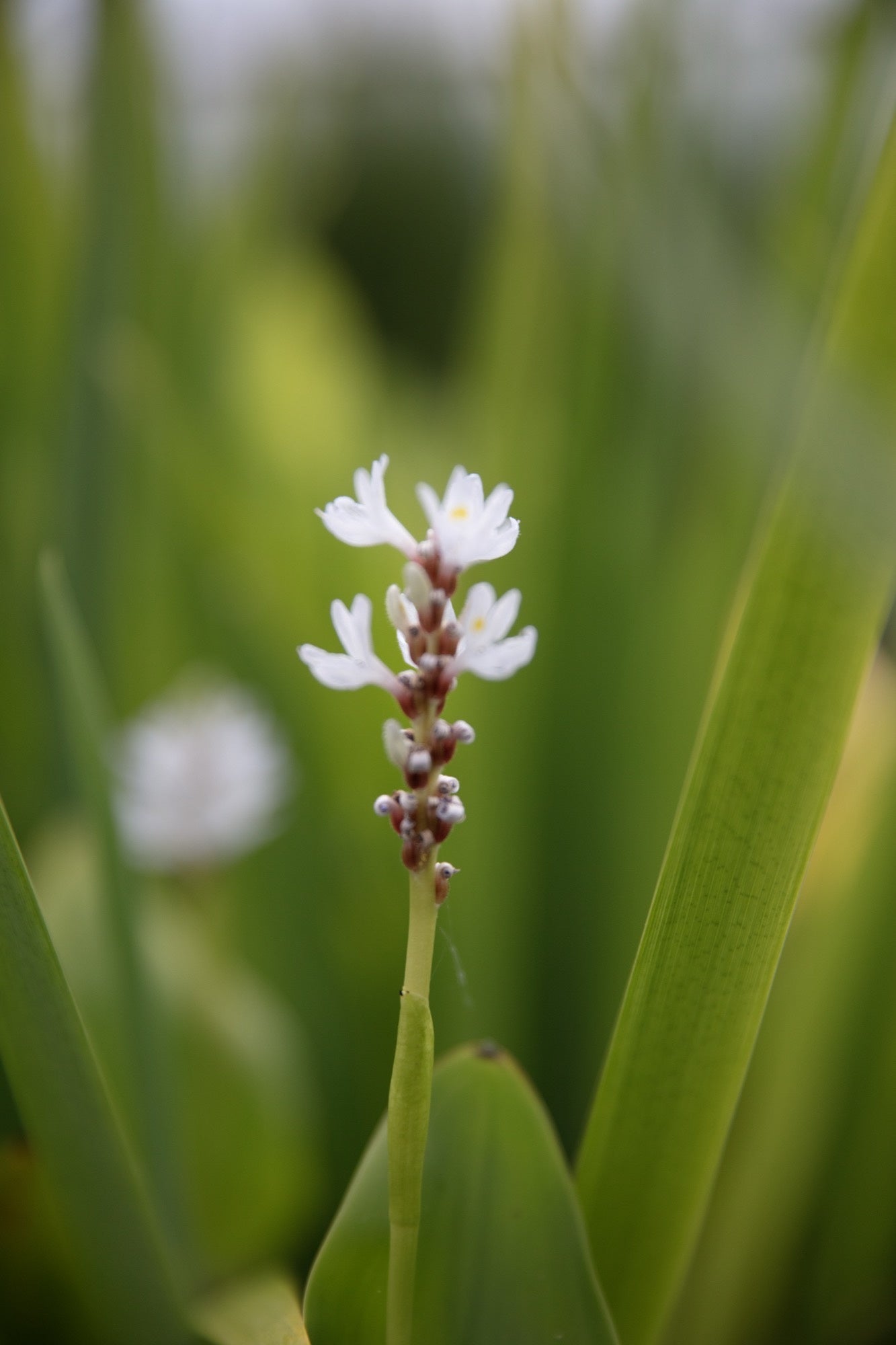 Pontederia cordata 'Alba' (White pickerel weed) - Marginal Pond Plants - MP093