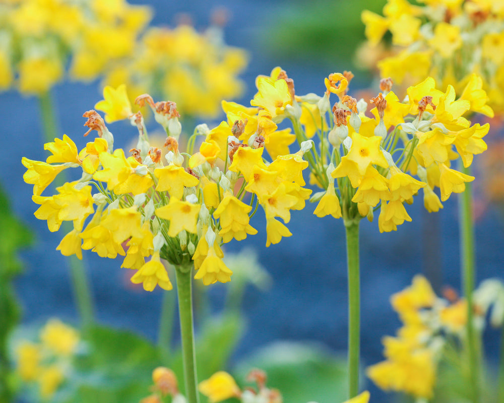 Primula florindae (Giant Cowslip) - Marginal Pond Plants - BP097
