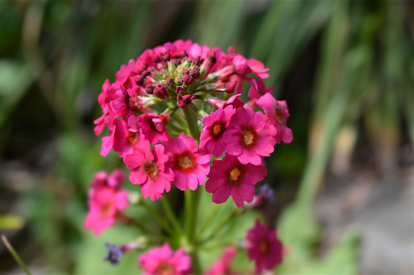 Primula Japonica Millers Crimson - Marginal Pond Plants - BP098A