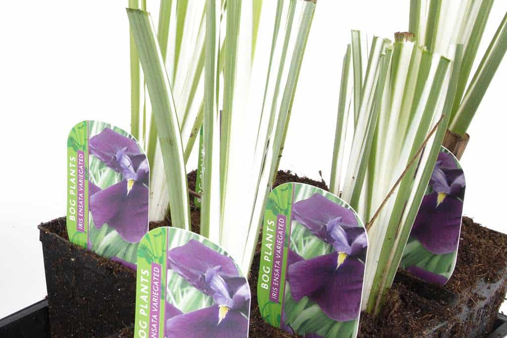 Iris ensata 'Variegata' - Marginal Pond Plants - BP050