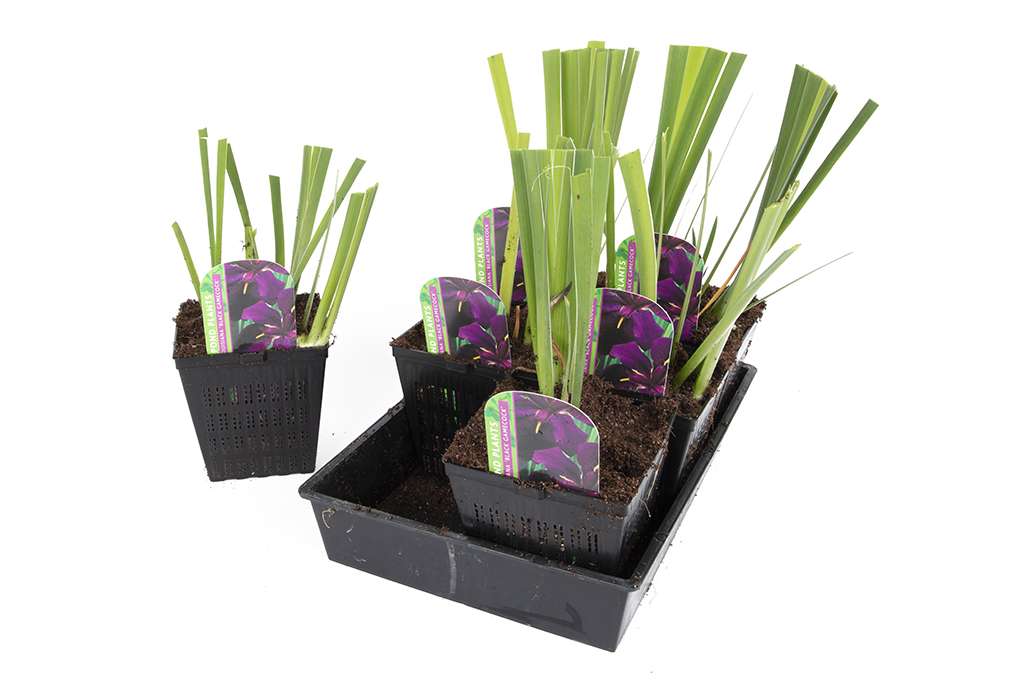 Iris louisiana 'Black Gamecock' - Marginal Pond Plants - MP052