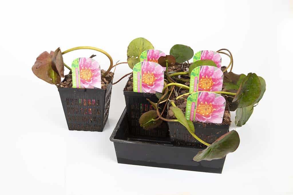 Doll House Water Lily - Pond Plants - DW02