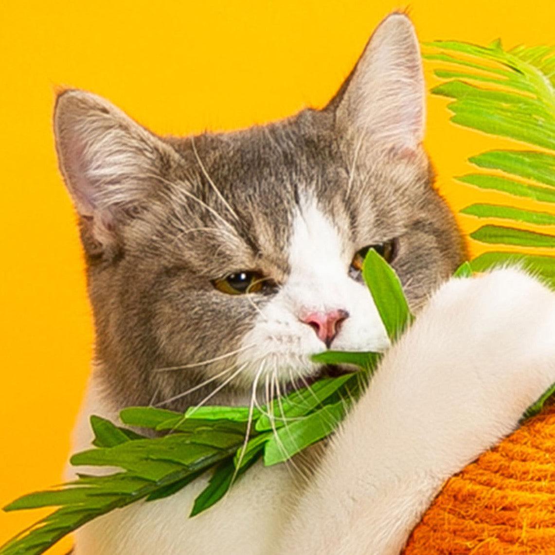 Calo's Carrot, Cat Toy, Hemp Rope, Cat Scratcher
