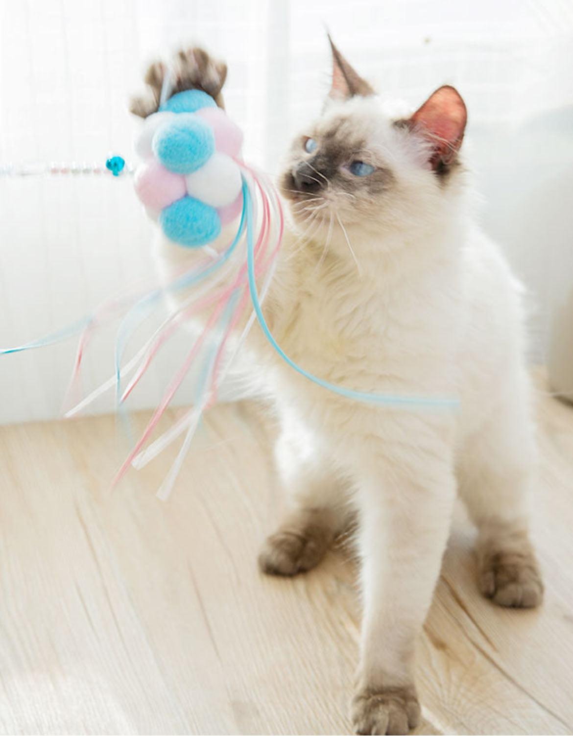 CL23 Cat Teaser