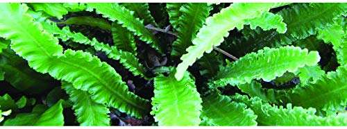 Asplenium scolopendrium angustatum - Bog Pond Plants - BP011