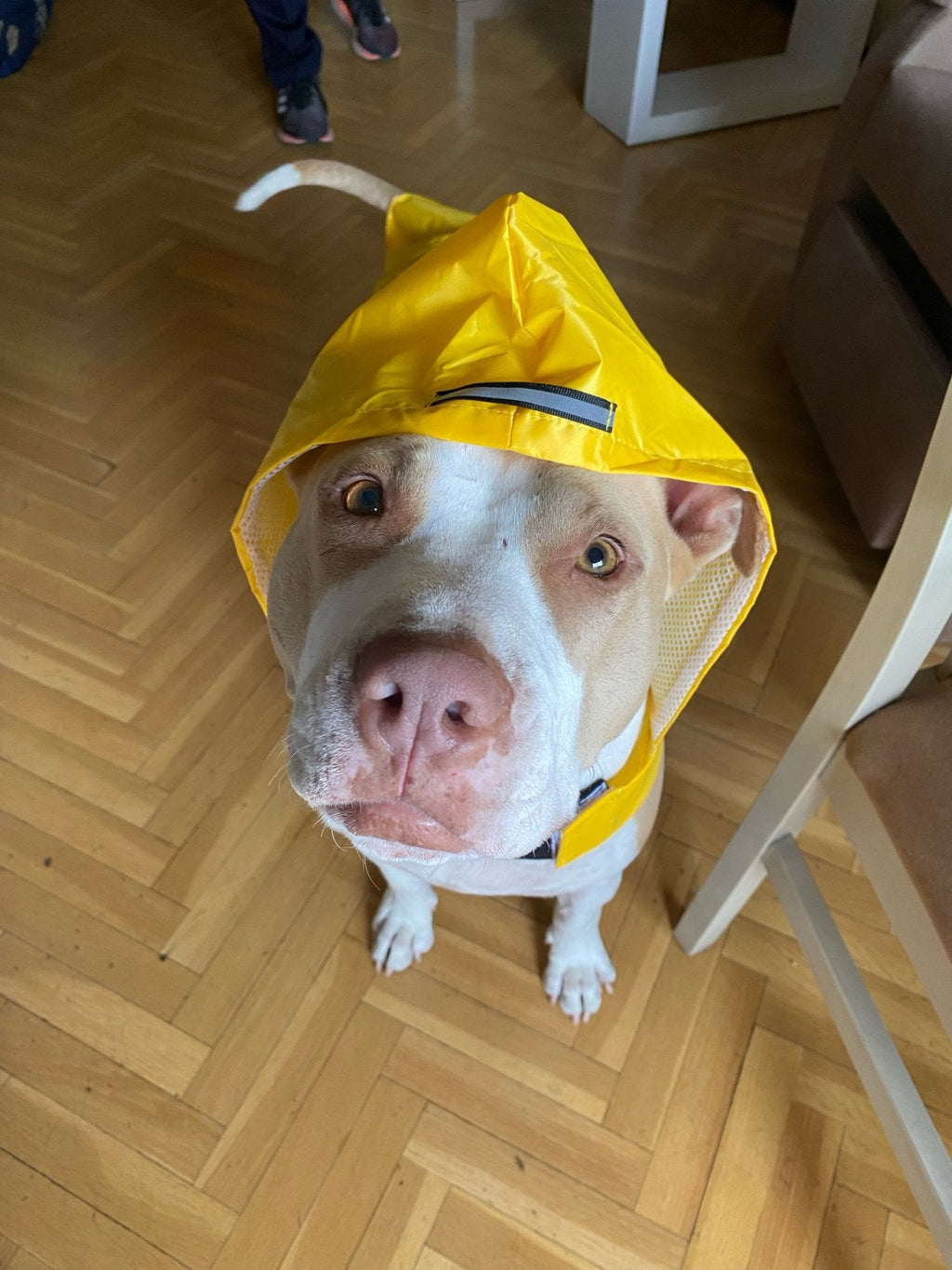Pet Waterproof Windproof Hood Puppy Raincoat