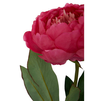 Fiori Fuchsia Peony Flower Stem