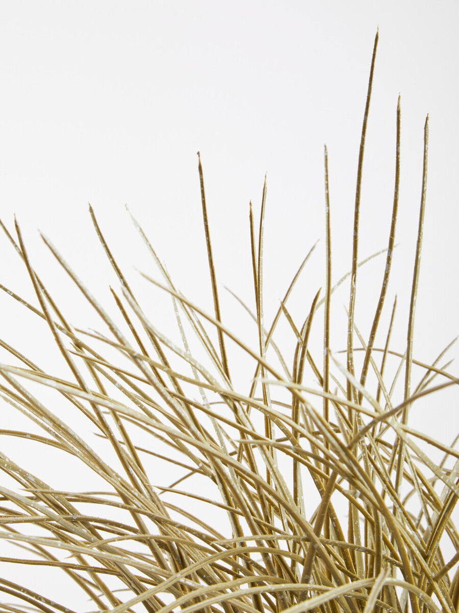 Fiori Grass Plant in a Pot