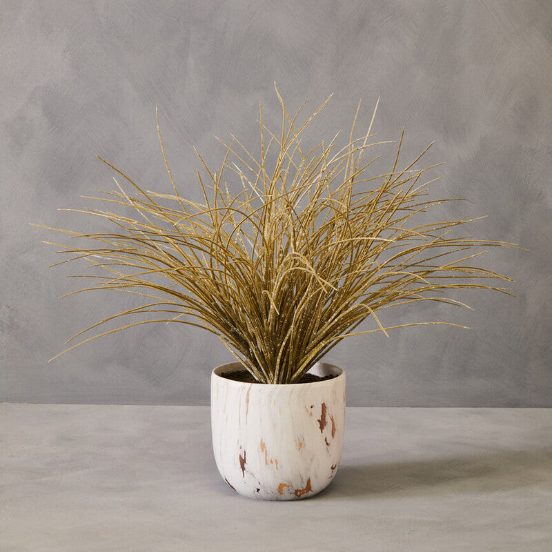 Fiori Grass Plant in a Pot