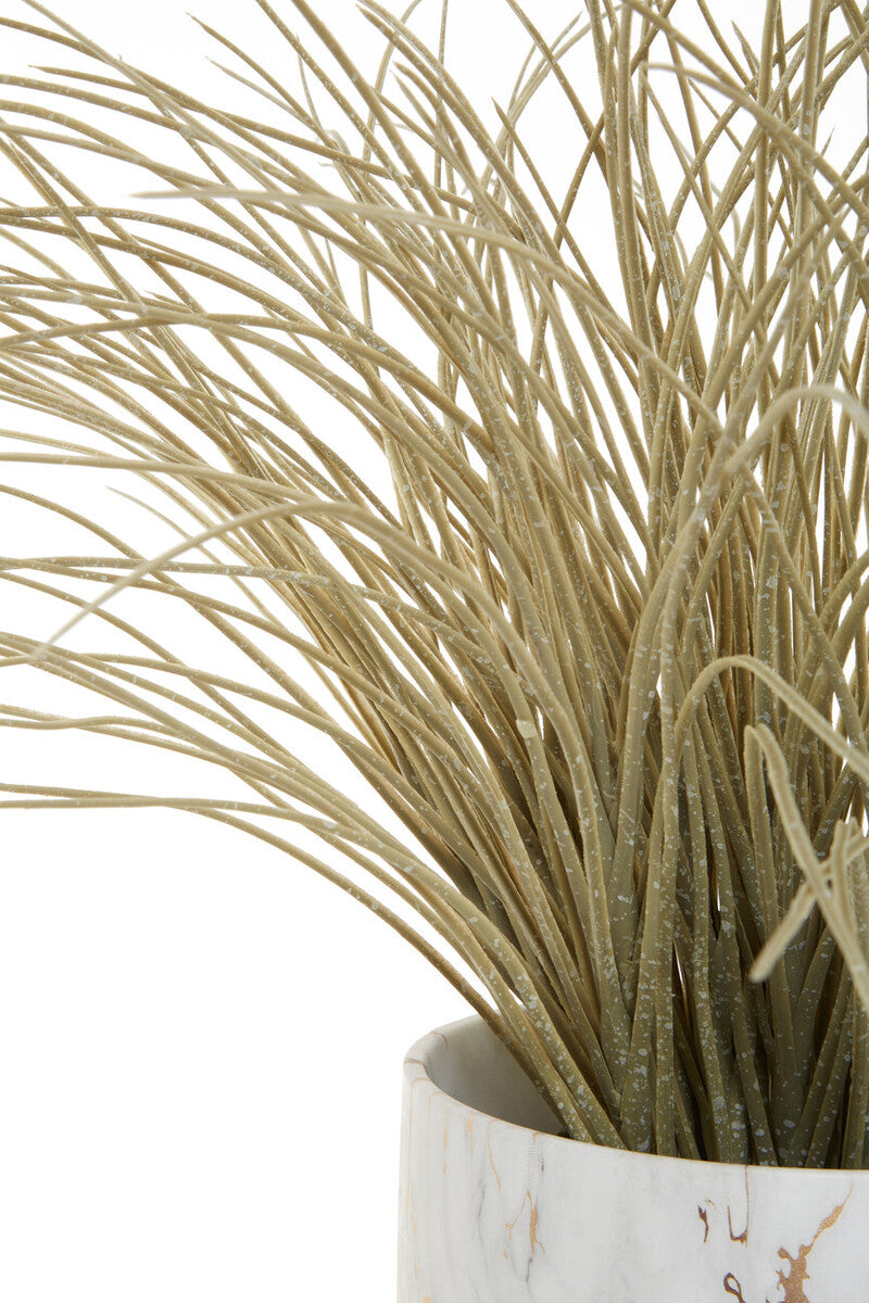 Fiori Grass Plant in a Pot