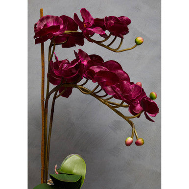 Fiori Purple Orchid in Silver Pot