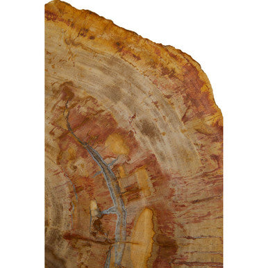 Natural Large Rustic Petrified Wood Top Side Table with Silver Finish Metal Frame, Relic