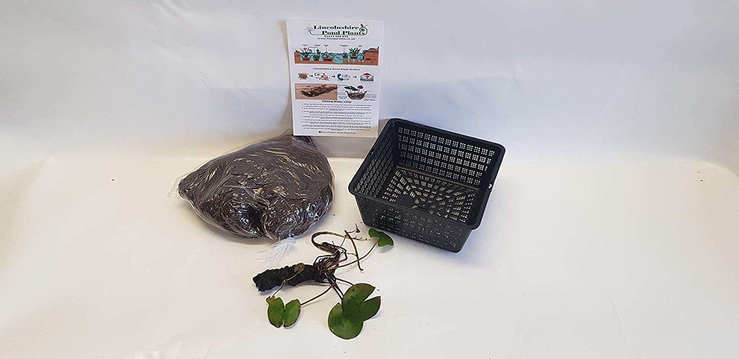 Virganilis Water Lily - Pond Plants - MW28