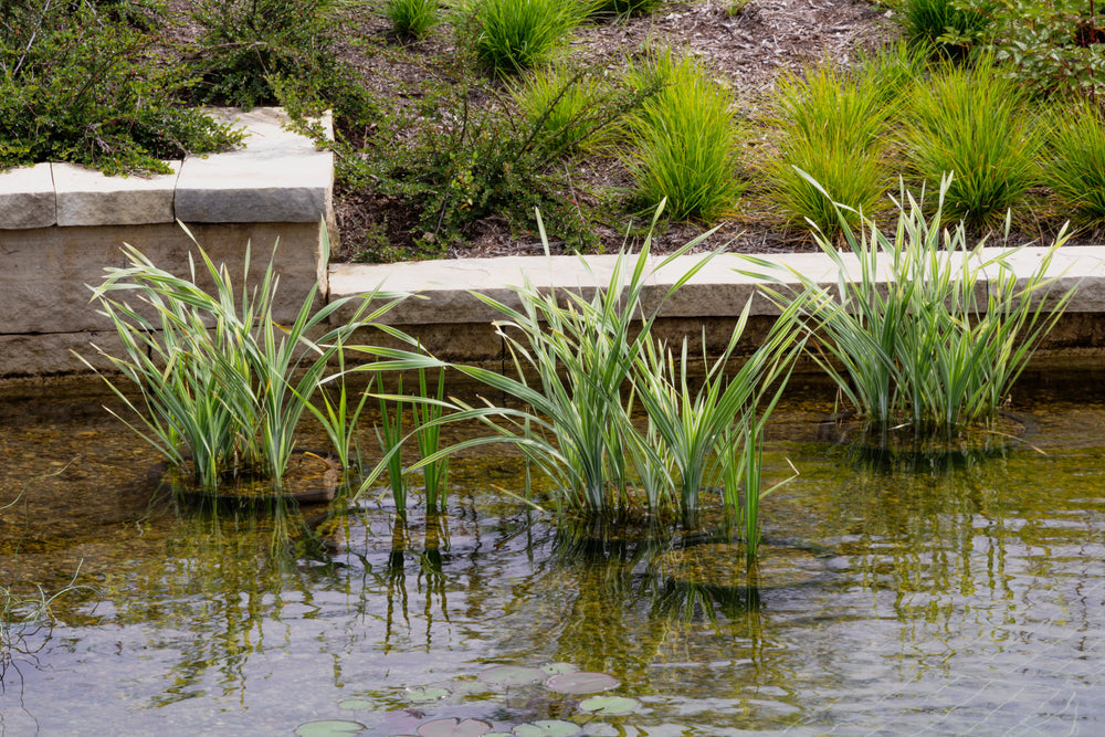Acorus calamus Variegated (Sweet flag) - Marginal Pond Plants - MP002
