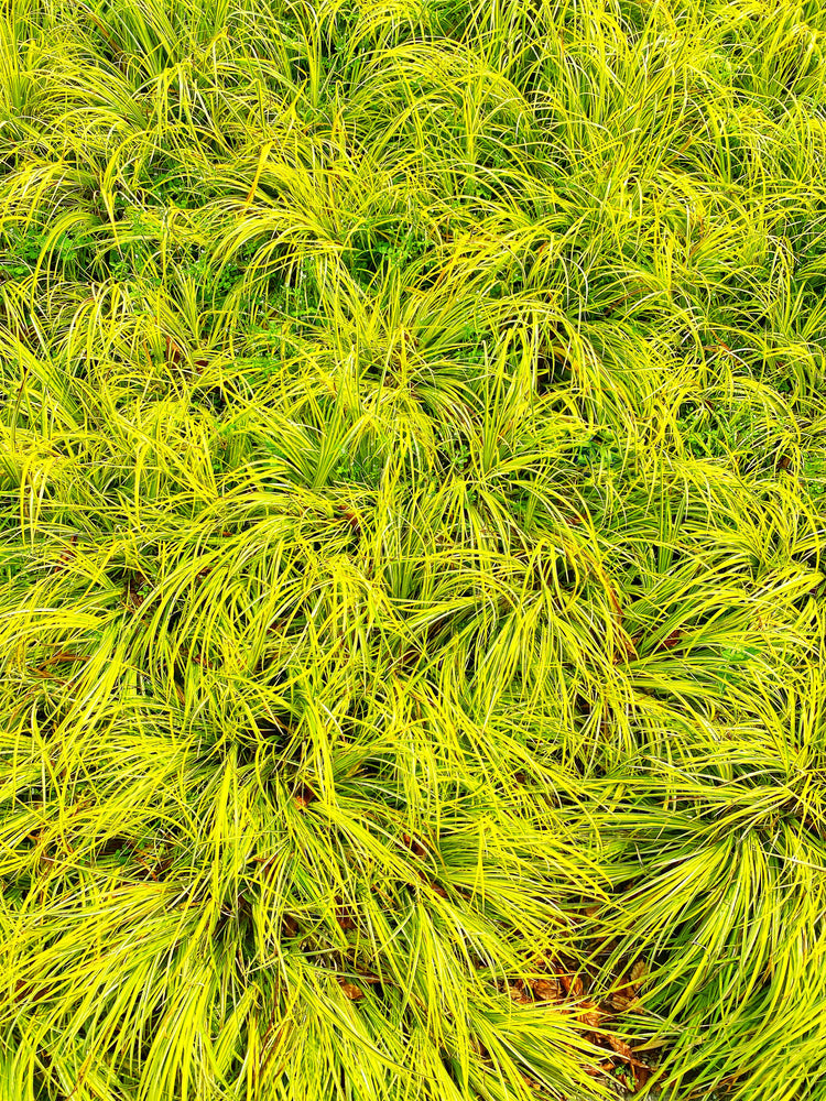 Acorus gramineus Ogon (Golden Variegated) - Marginal Pond Plants - MP004