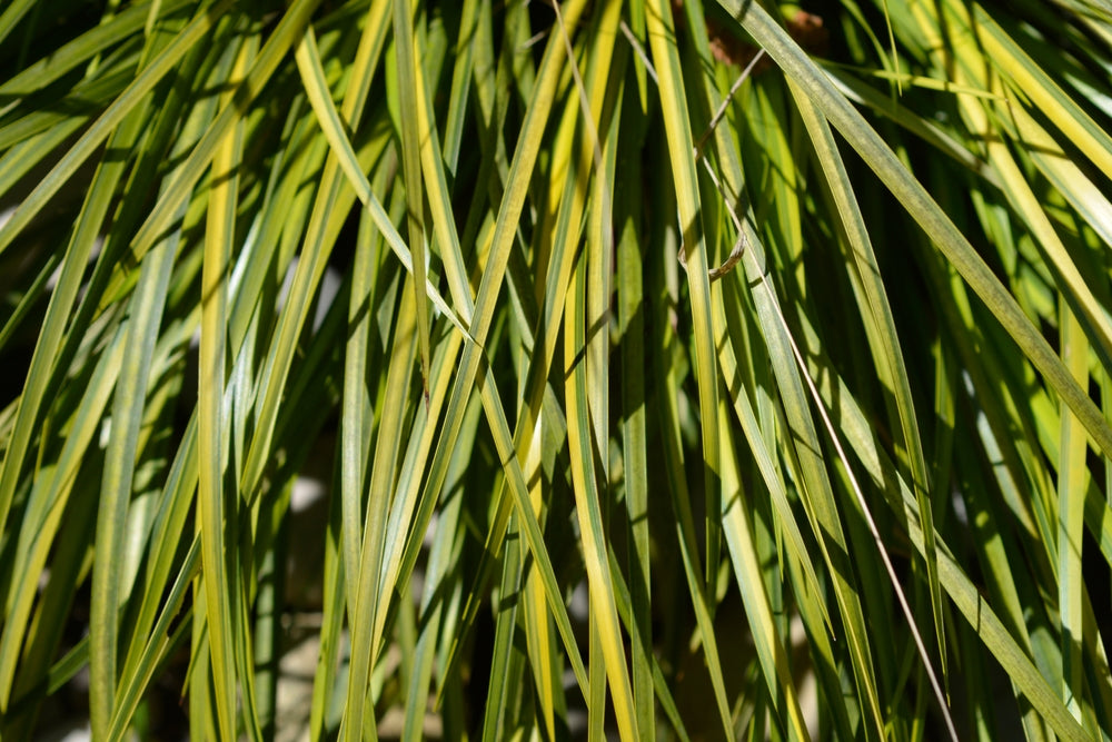 Acorus gramineus Ogon (Golden Variegated) - Marginal Pond Plants - MP004