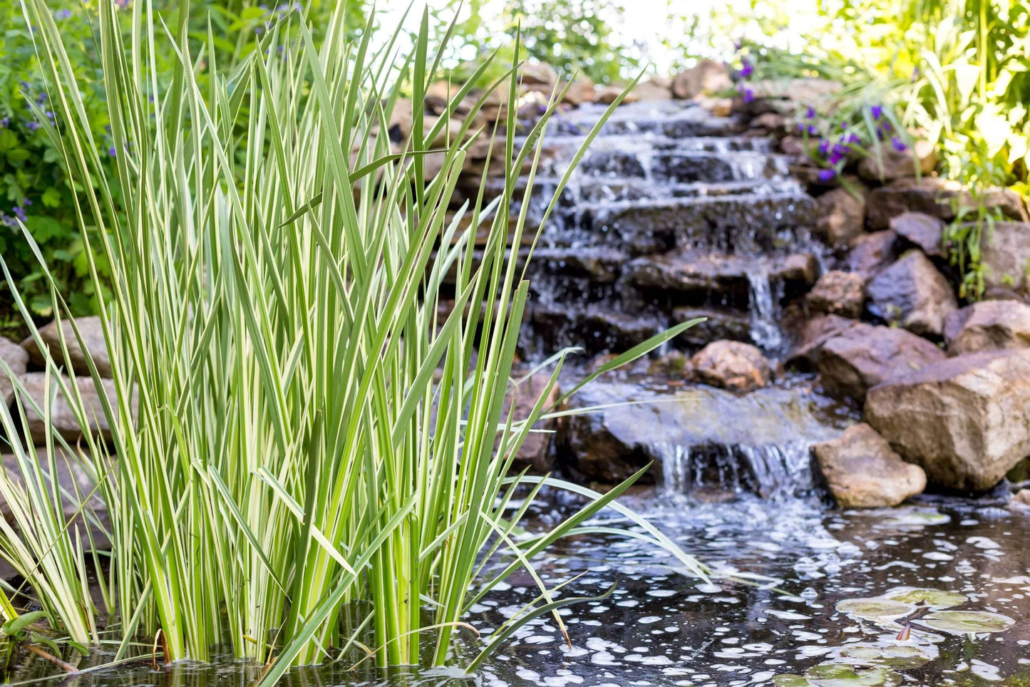 Acorus calamus Variegated (Sweet flag) - Marginal Pond Plants - MP002