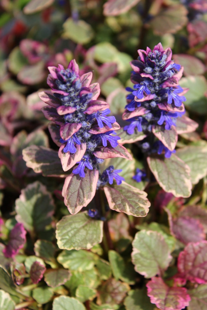 Ajuga reptans (Burgundy Glow) - Bog Pond Plants - BP003