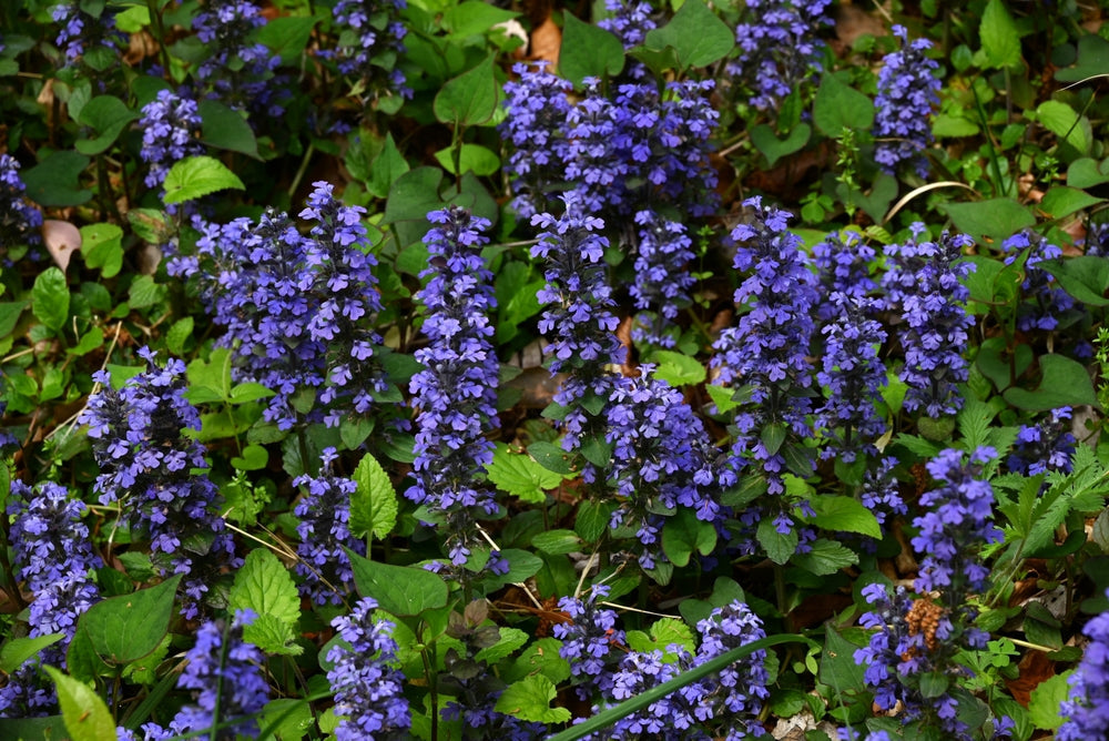 Ajuga Reptans 'Common' - Bog Pond Plants - BP002A