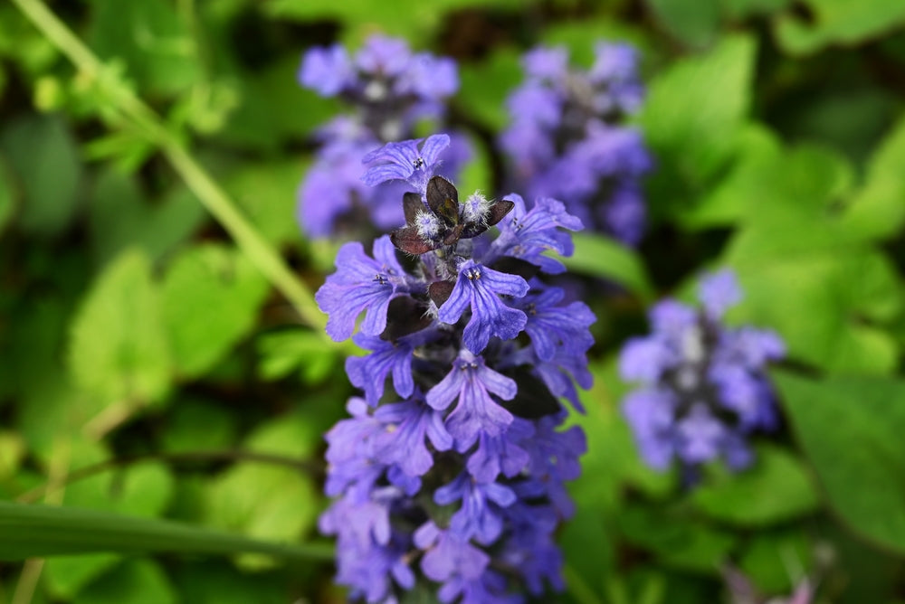 Ajuga Reptans 'Common' - Bog Pond Plants - BP002A