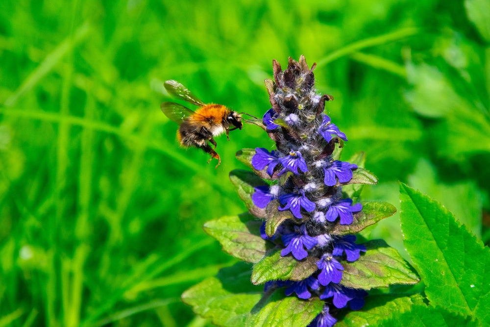 Ajuga Reptans 'Common' - Bog Pond Plants - BP002A
