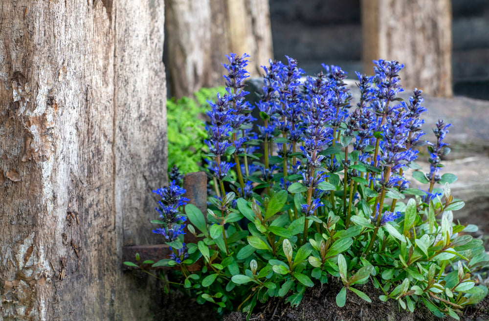 Ajuga Reptans 'Common' - Bog Pond Plants - BP002A