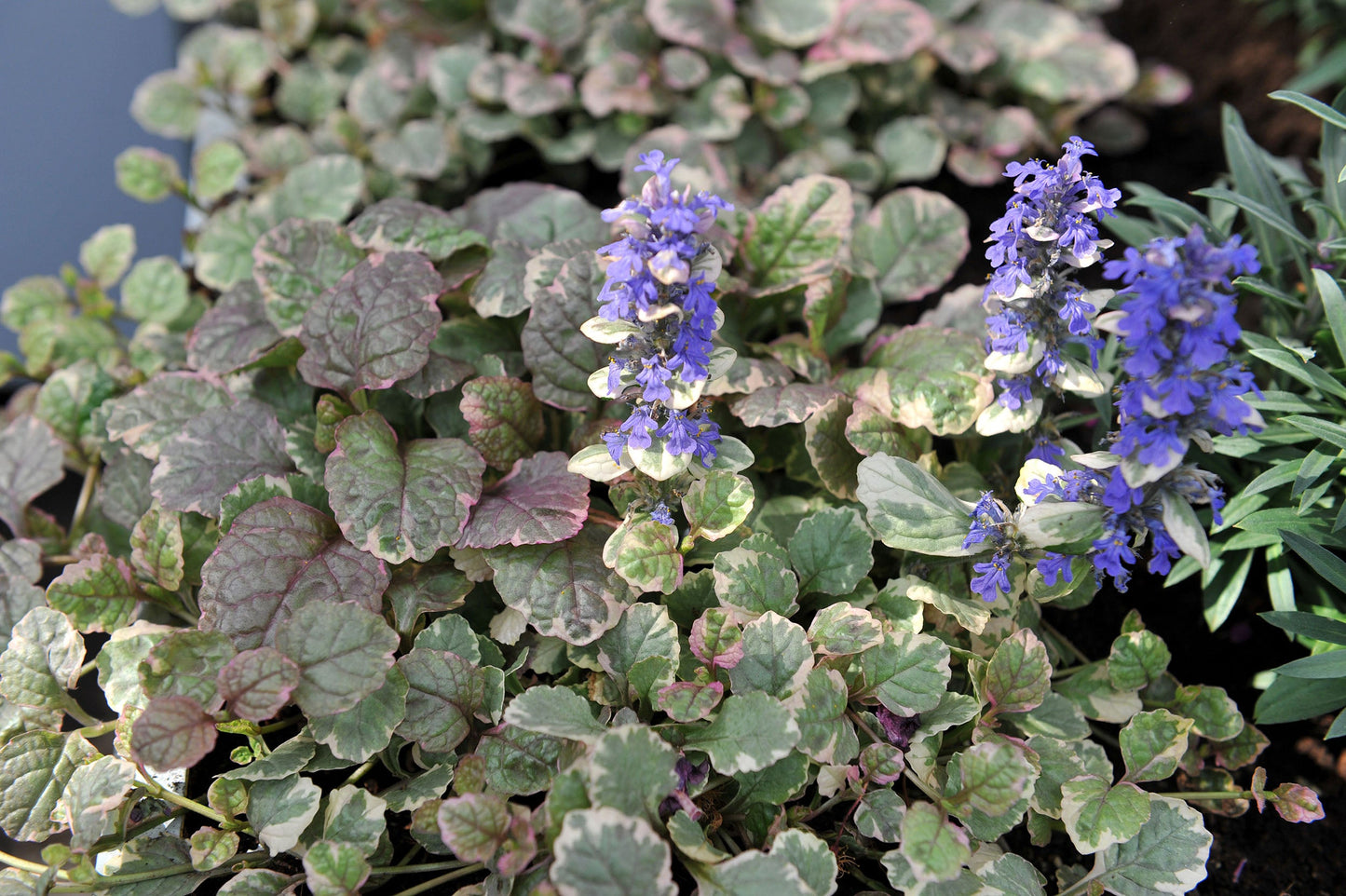 Ajuga Reptans Variegated - Bog Pond Plants - BP004