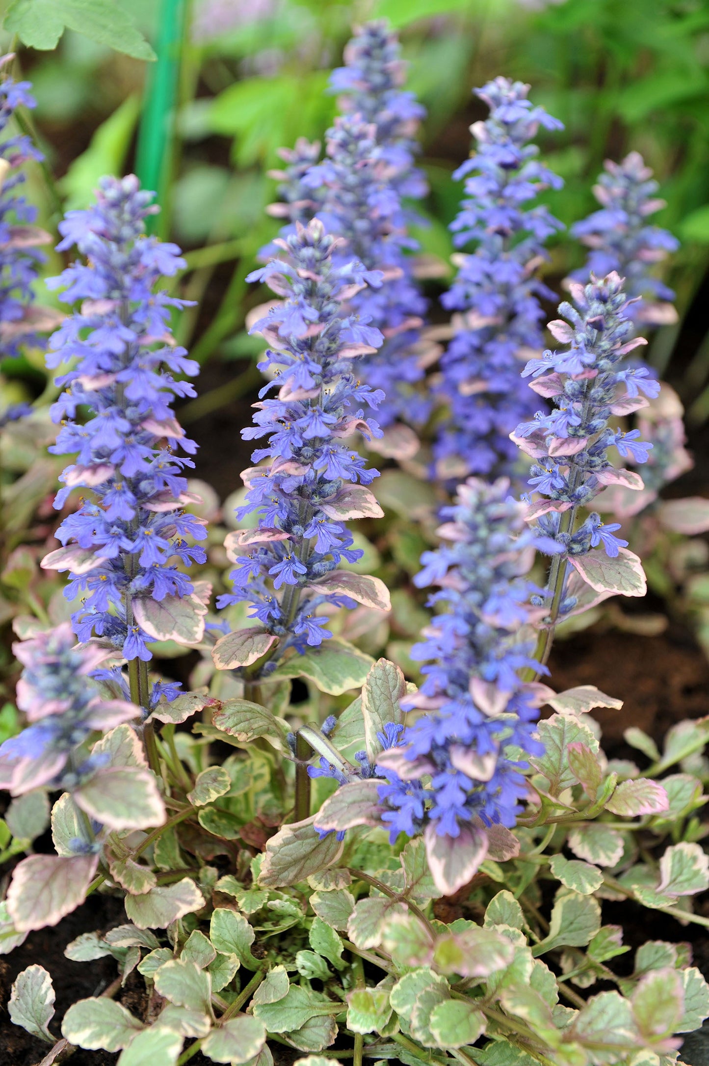 Ajuga Reptans Variegated - Bog Pond Plants - BP004